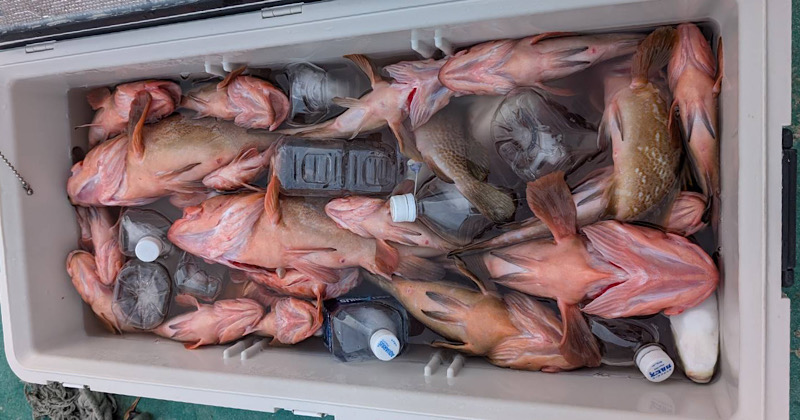 釣行後にクーラーボックスに収めたアコウの釣果