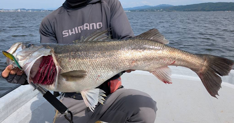 サルベージプレート115Sで釣ったシーバス