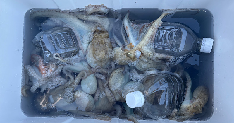 明石タコ釣りの釣果