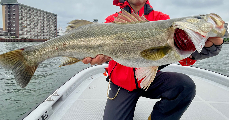 サカマタシャッドで釣ったこの日の最大のシーバス