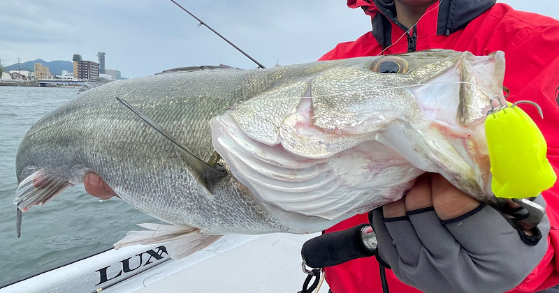 サカマタシャッド8インチで釣ったシーバス