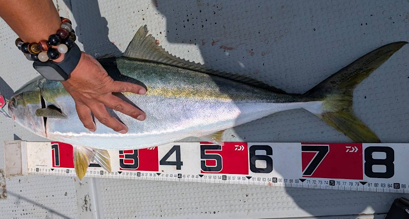 ジギングで釣り上げた87cmのブリ