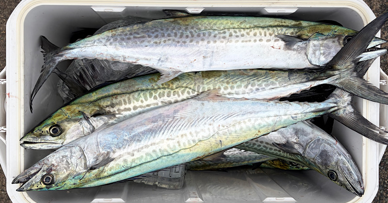 サワラキャスティングで釣ったサゴシの釣果写真