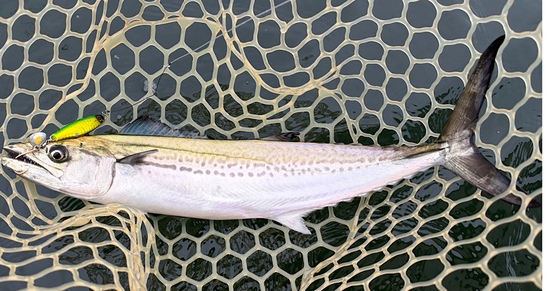 サワラスピンのミドキンカラーで釣ったサゴシ
