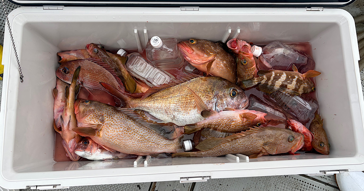 瀬戸内アコラバ・タイラバ釣行の釣果