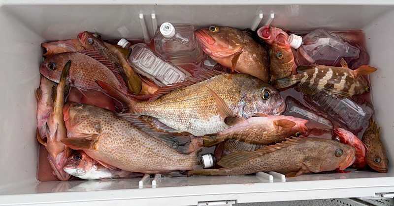 アコラバ・タイラバの釣果