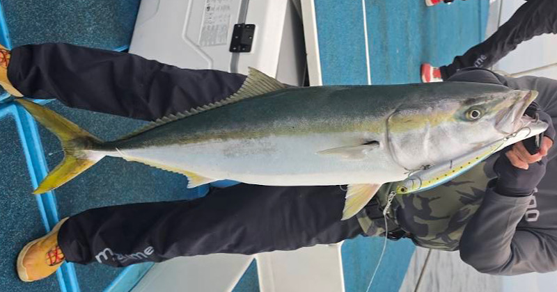 キャスティングで釣り上げたブリ