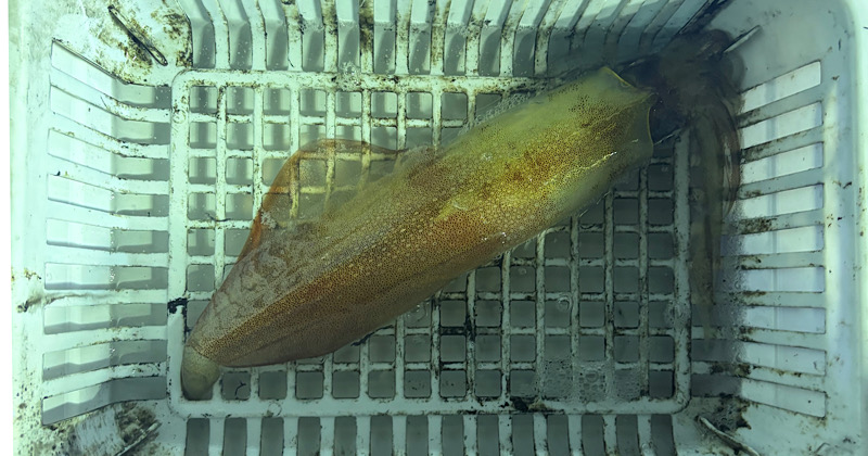 オモリグで釣れたサイズの良いイカ