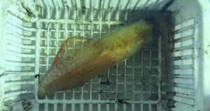 オモリグで釣り上げたサイズの良いイカ